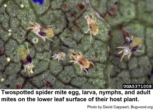 Thumbnail image for Twospotted Spider Mites on Landscape Plants